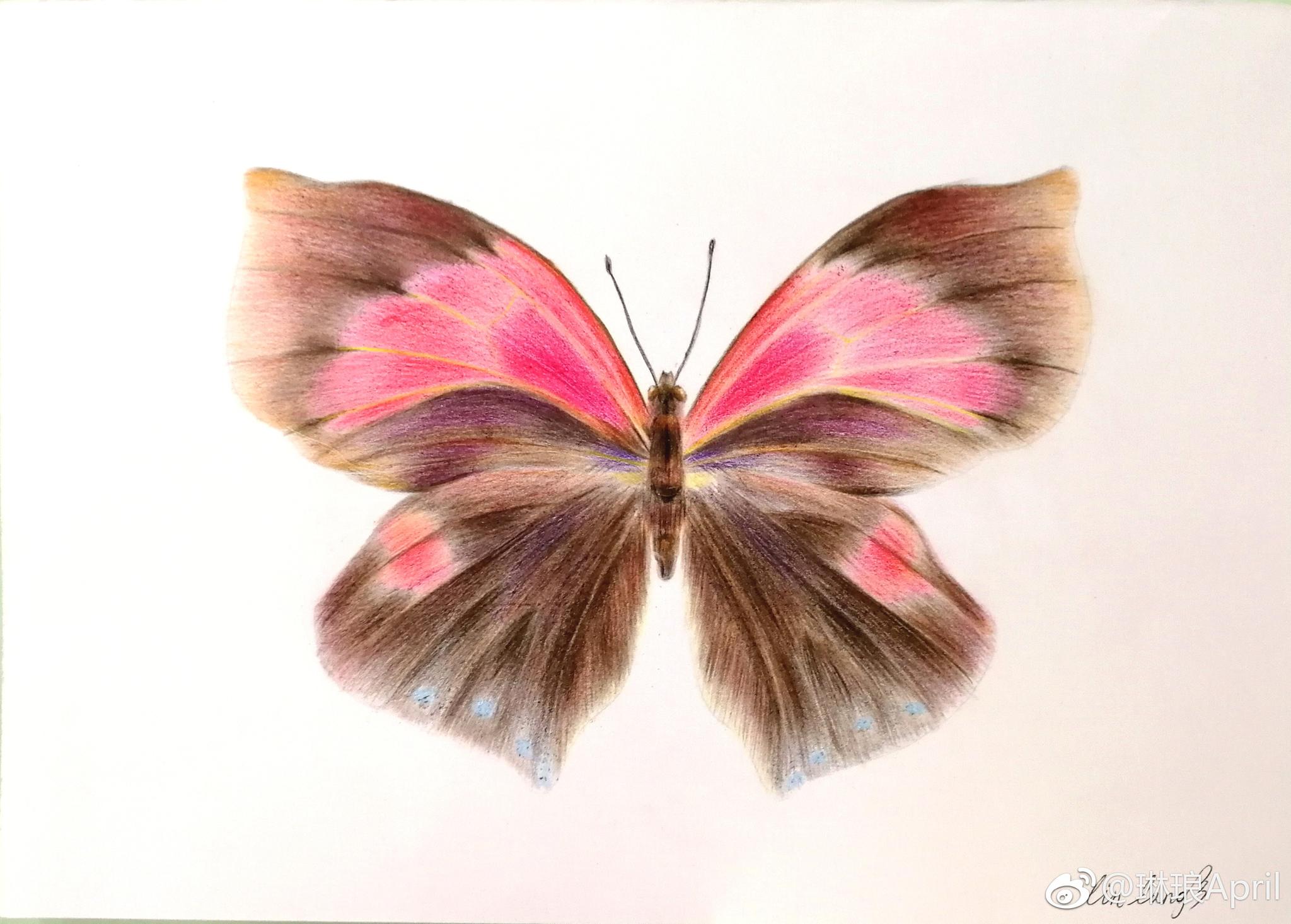 彩铅害羞的蝴蝶,适合四年级以上学生绘画参考