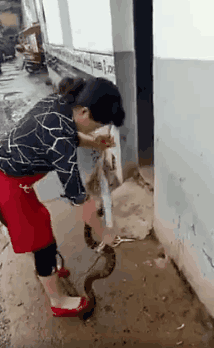 农村美女当众剥蛇皮, 看得大伙浑身不自在