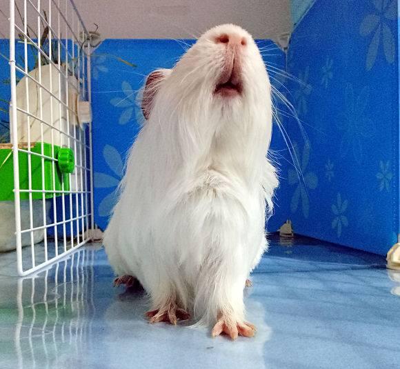 888克的纯白长顺荷兰猪看完好想养一只了