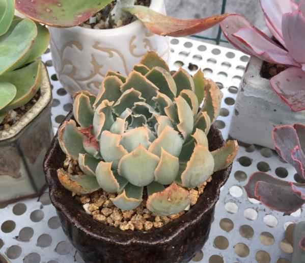 什么样的温度适合多肉植物生长控制得好多肉叶片饱满