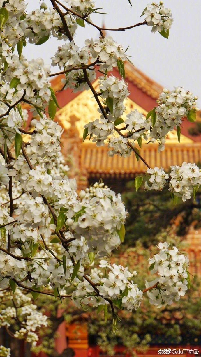 寿康宫的梨花开了 ,承乾宫的还会远吗?你好,四月!(by )