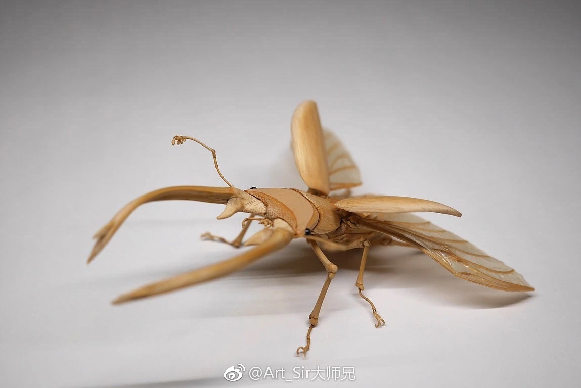 タケノホソクロバの特徴や成長の様子も紹介！ | 虫の写真と生態なら昆虫写真図鑑「ムシミル」