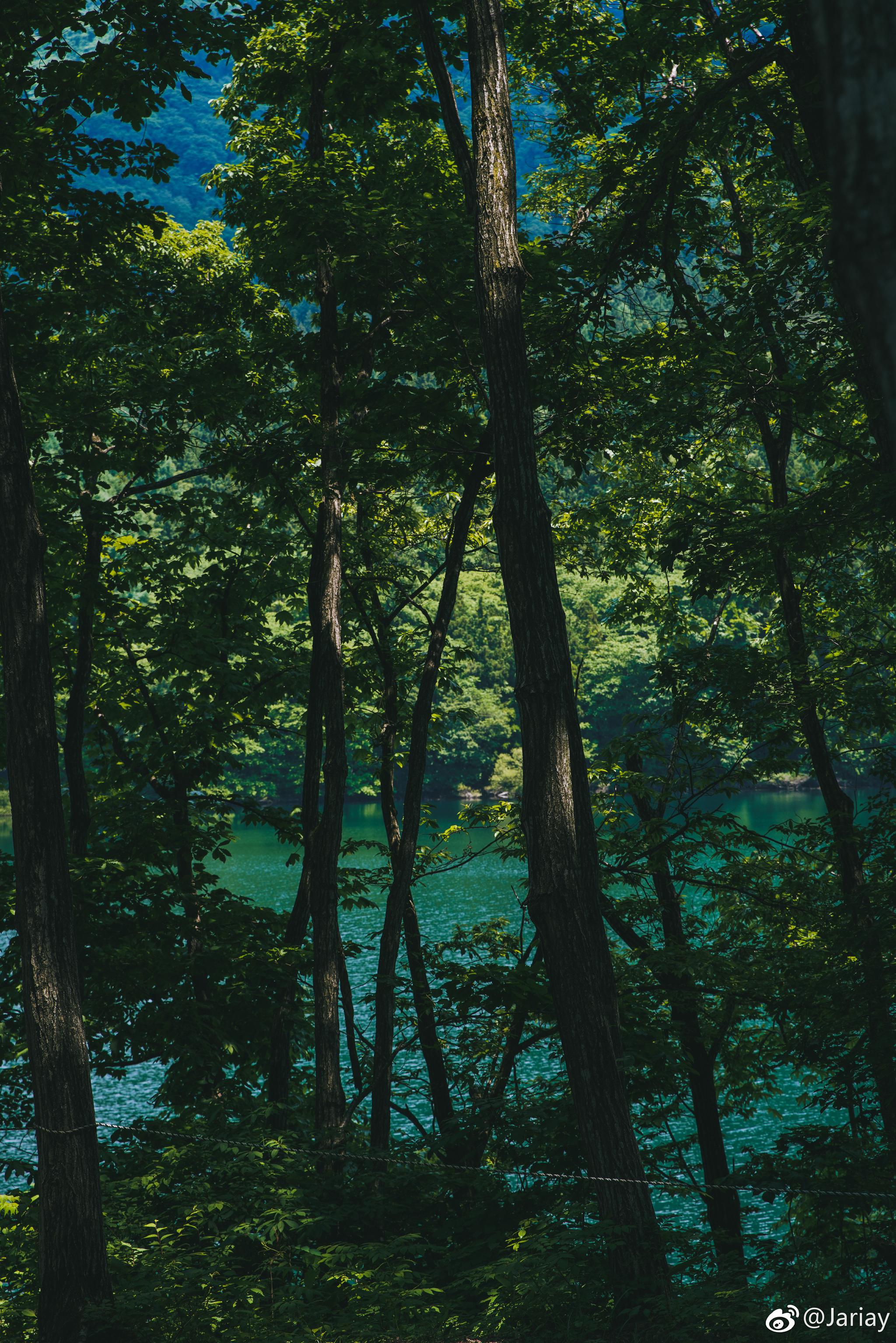 9898长野森林9898|长野|森林|摄影_新浪新闻