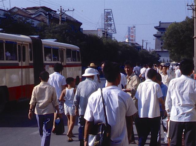 北京旧影1982年老槐树笼罩的房屋街道