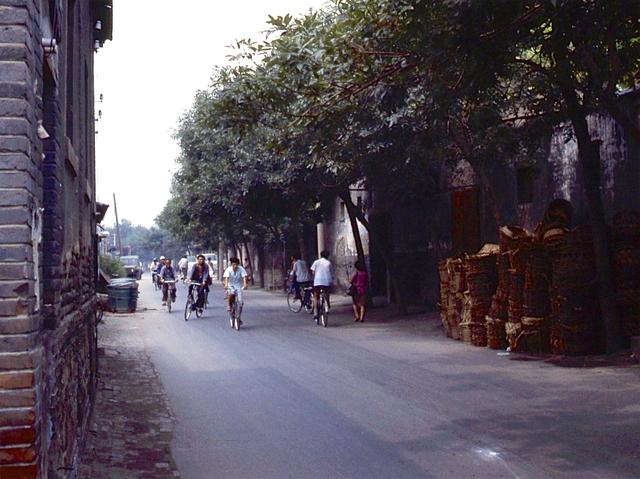 北京旧影1982年老槐树笼罩的房屋街道