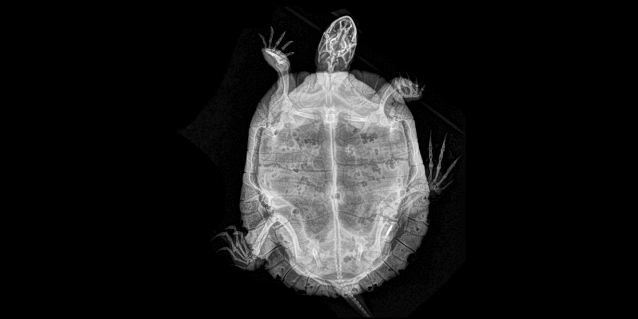 美国动物园里的x光片流出 网友:夜晚观看会令人毛骨悚然