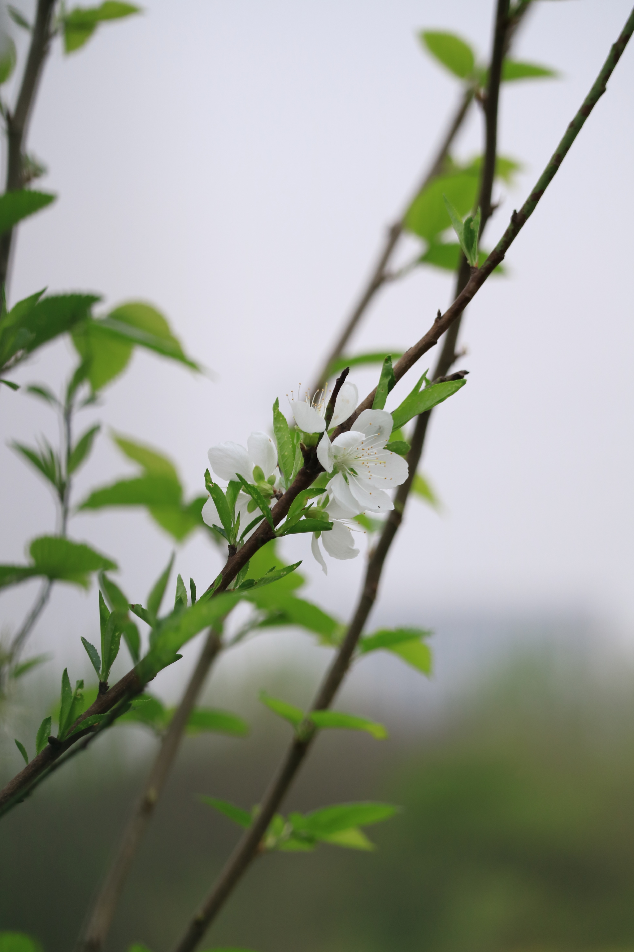 白色的单瓣桃花,第一次见!