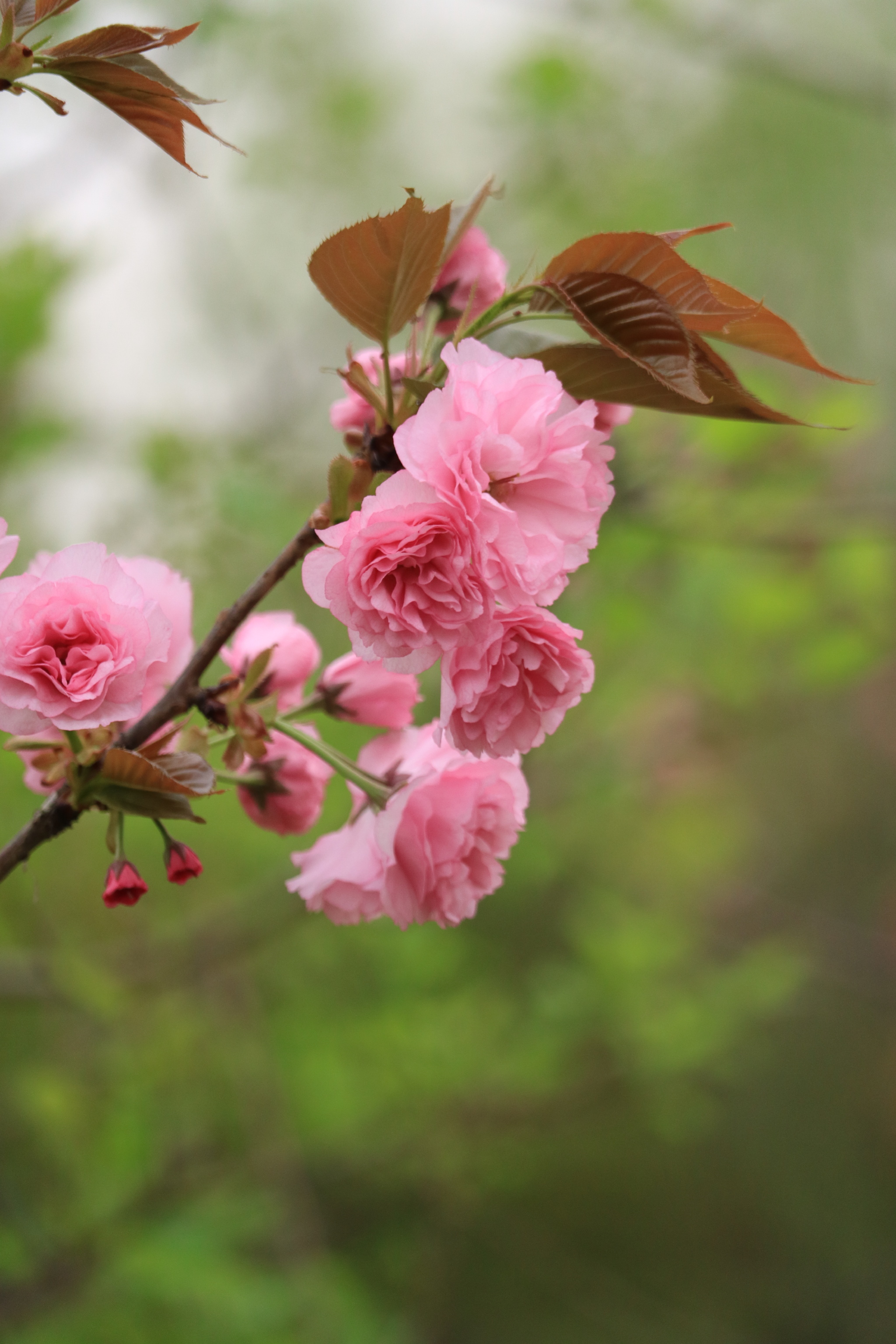 接下来就是八重樱的天下了~真是一天一个模样~|八重樱|模样|天下_新浪