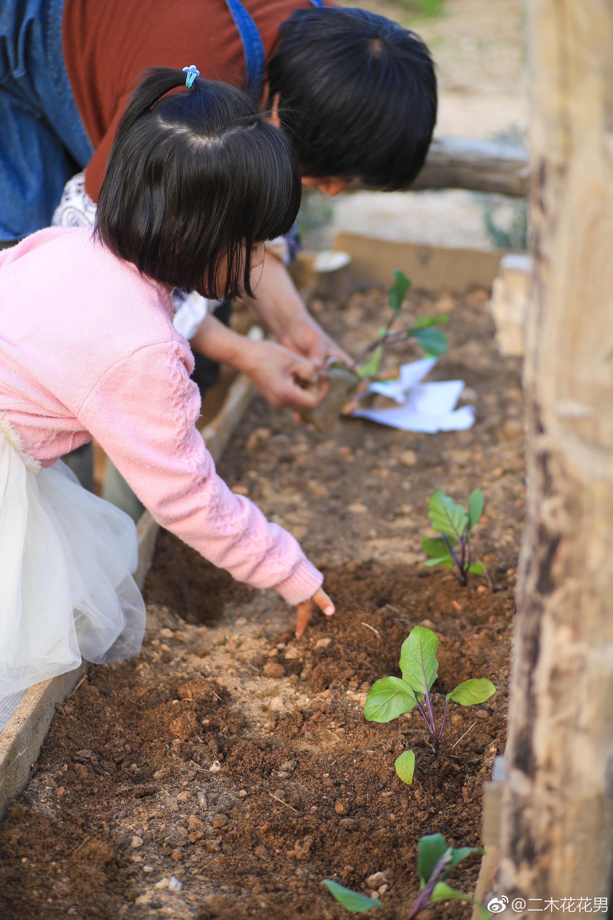 下午回家老妈上山帮忙种菜