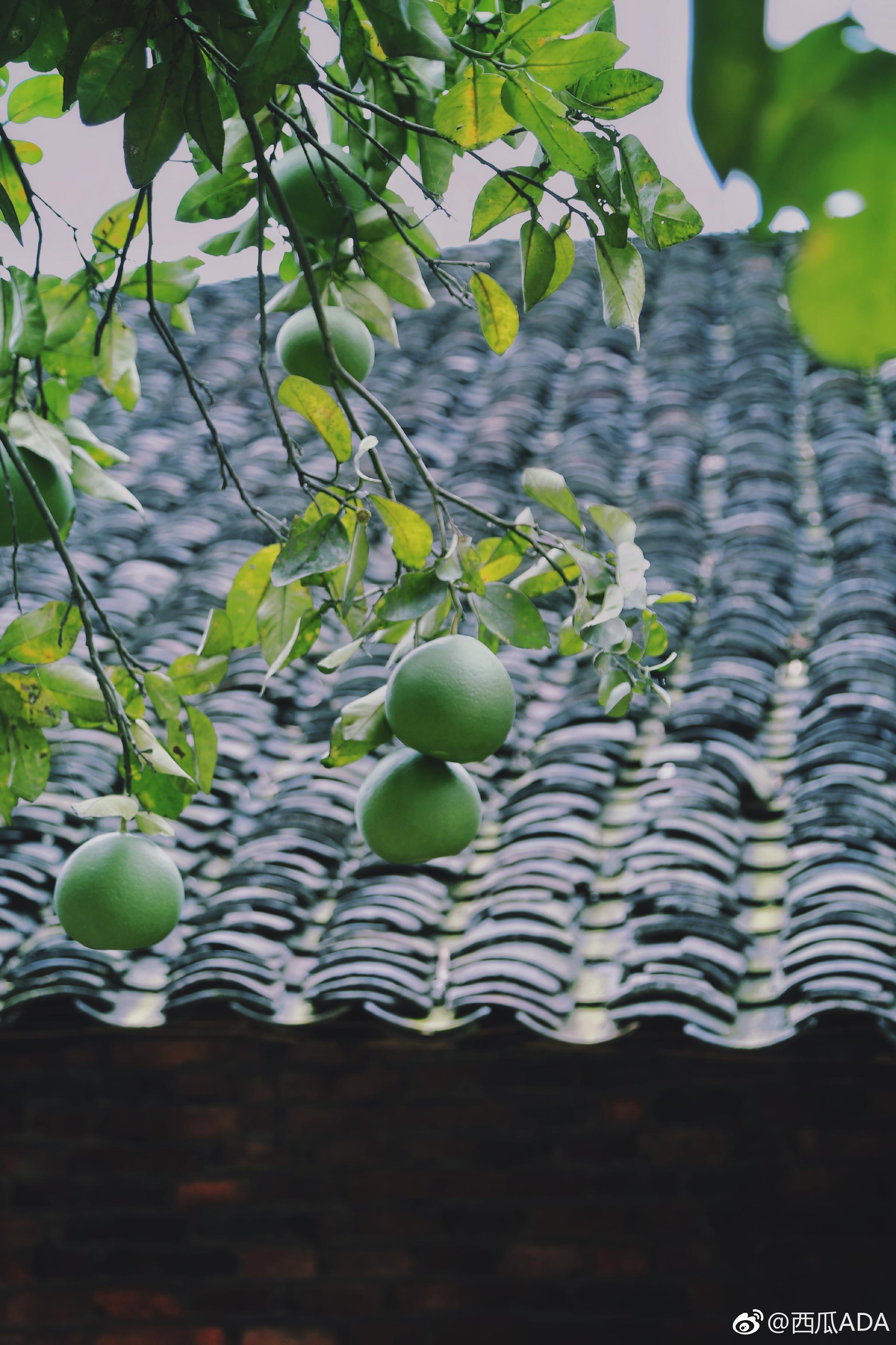 七月的静谧乡村,青绿的柚子,奔跑的土鸭,淡淡苦蒿味的空气