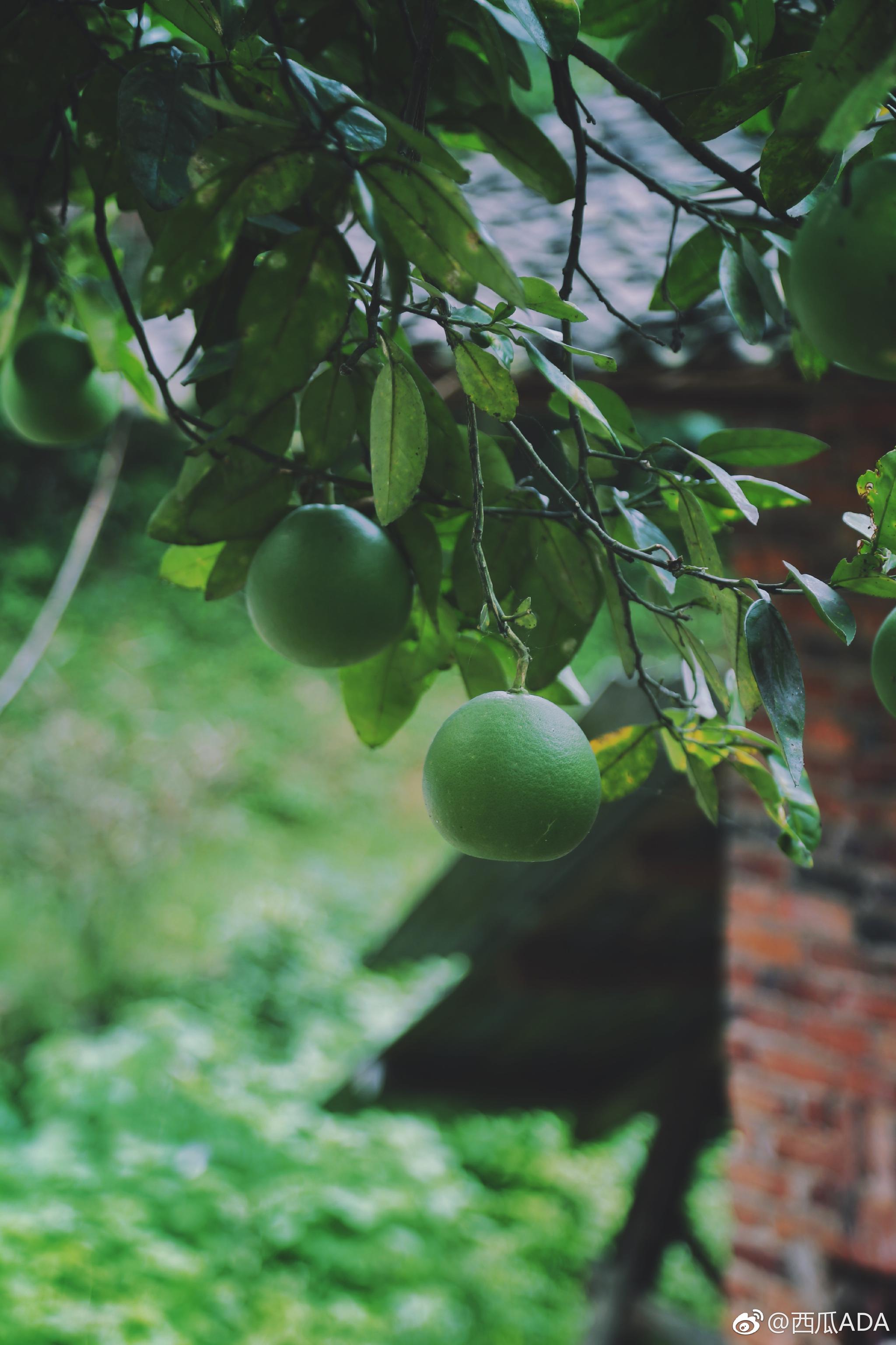 七月的静谧乡村,青绿的柚子,奔跑的土鸭,淡淡苦蒿味的空气