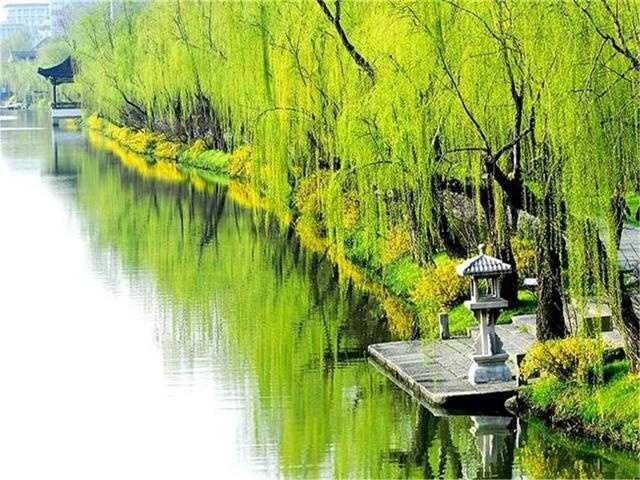 杨柳东风树，青青夹御河。|御河|杨柳|东风_新浪新闻