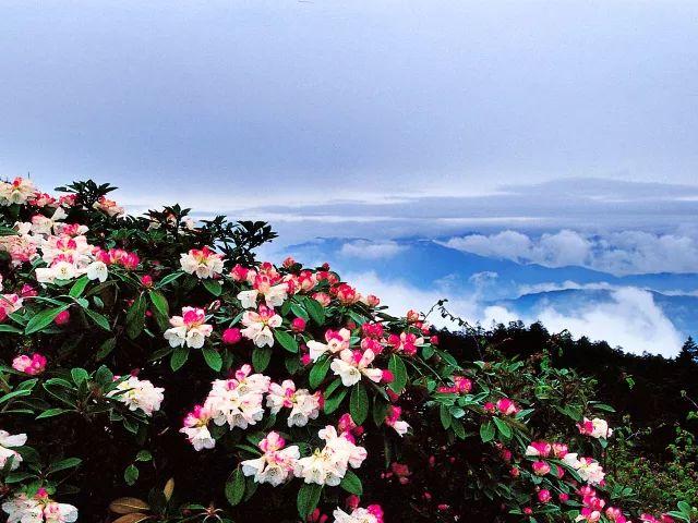 峨眉山杜鹃花,开始啦!