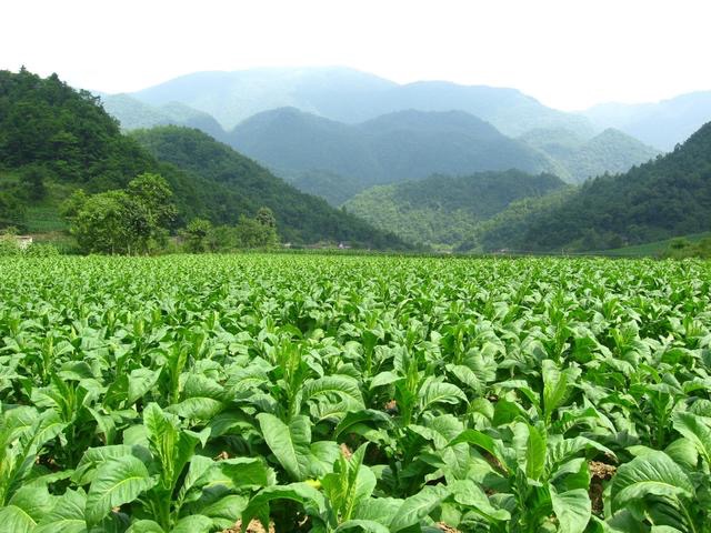 农村里种植的"黄金叶",省时效益快,受到大批人喜爱