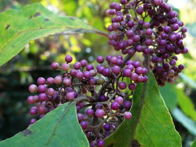 它有很多的别称,比如长叶紫珠,牛舌癀,鱼胆,猴草,粗糠草,粥香,鸡米树