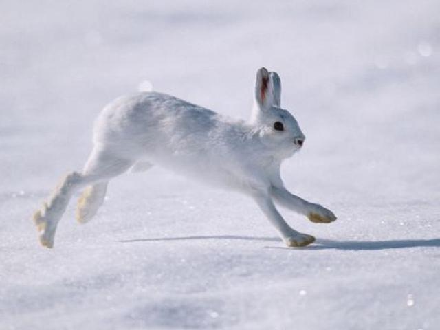一度成为网红的萌兔子,站起来的一瞬间,形象就毁了|网红|北极兔|动物