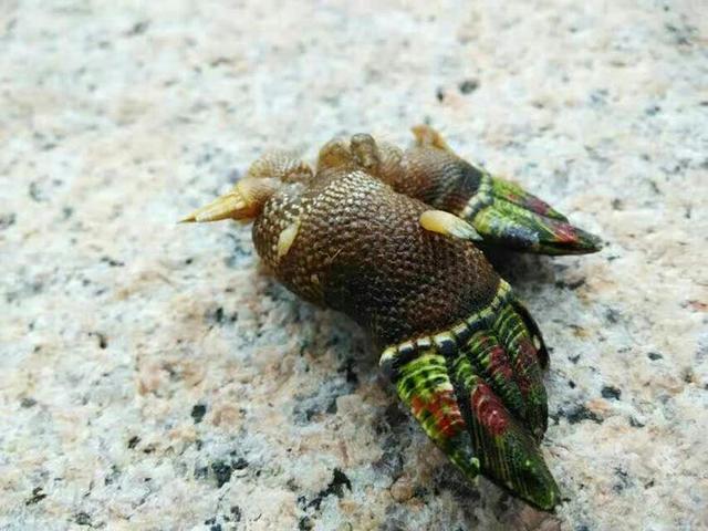 鹅颈壶长相十分的"丑陋",头部呈长柄状附着在底部的藤壶类甲壳动物上