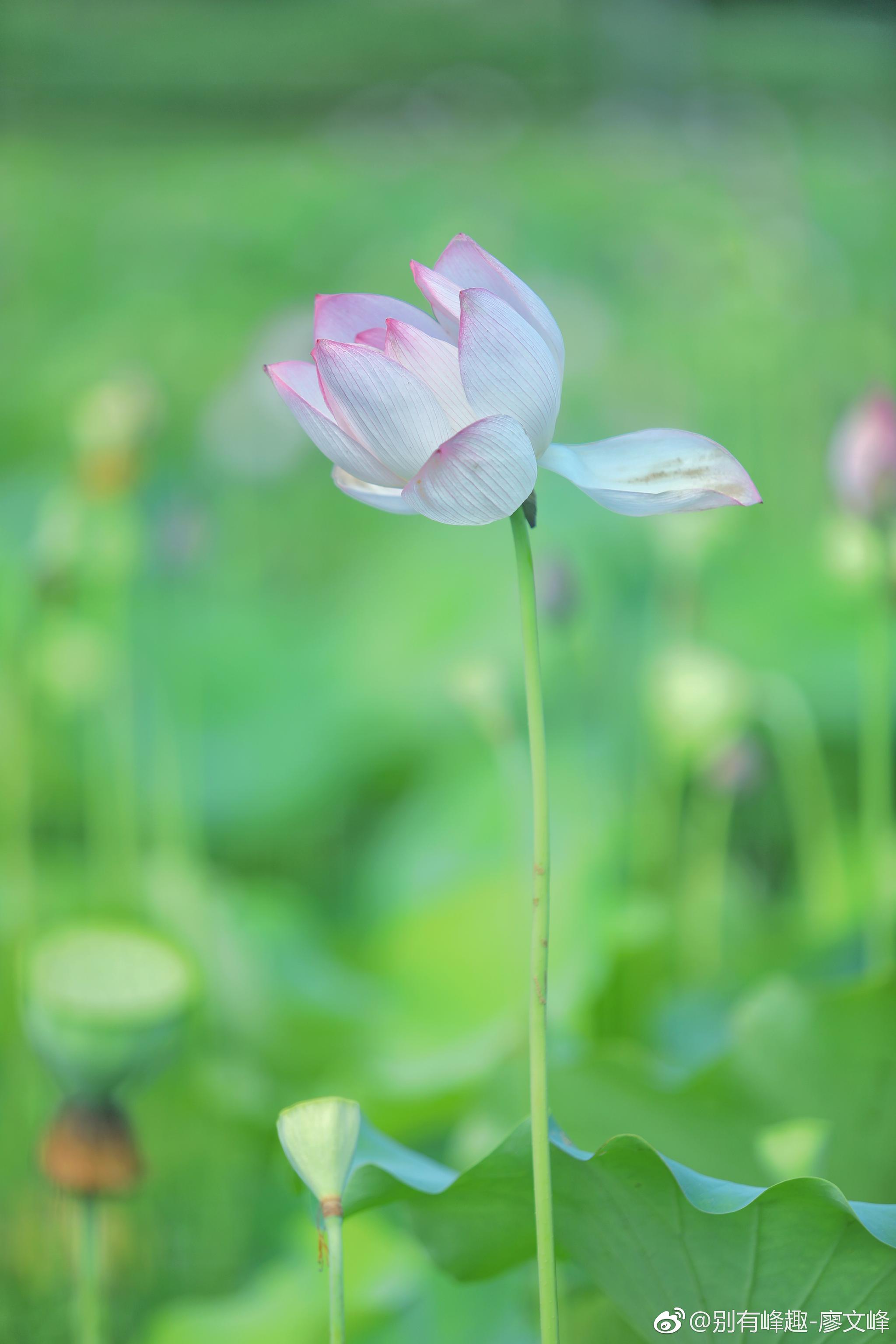 接天莲叶无穷碧映日荷花别样红