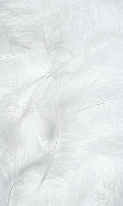 美图壁纸系列纯白壁纸我这么可爱你不来看看