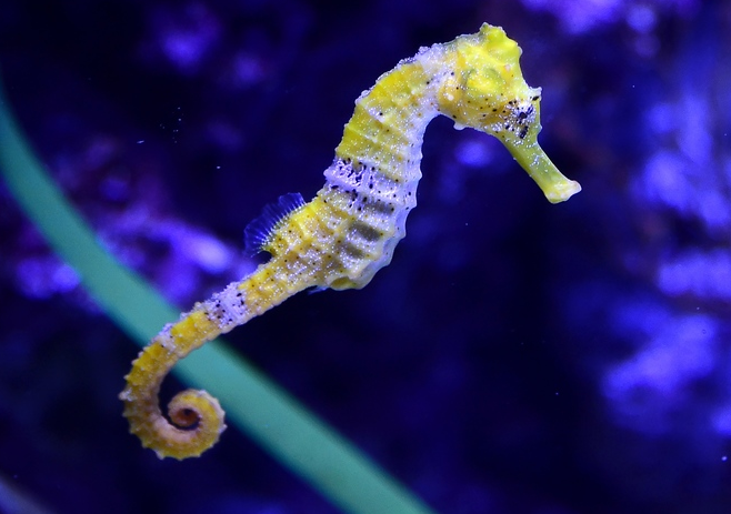 海马竟违反了由雌性负责生育的自然规则海马为何如此奇特