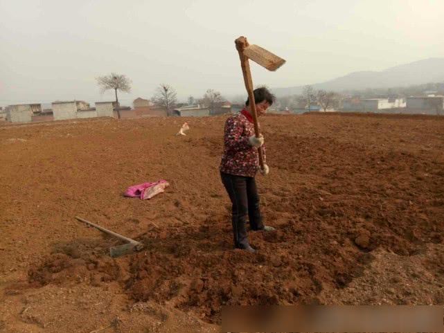 农民|手工刨|犁地_新浪新闻