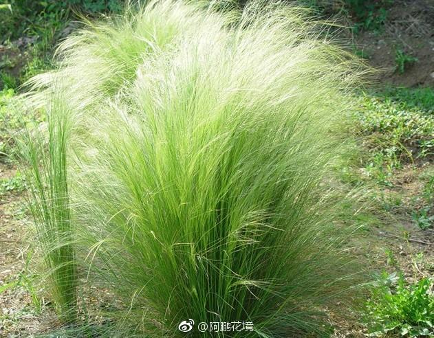 天使秀发墨西哥羽毛草细茎针茅