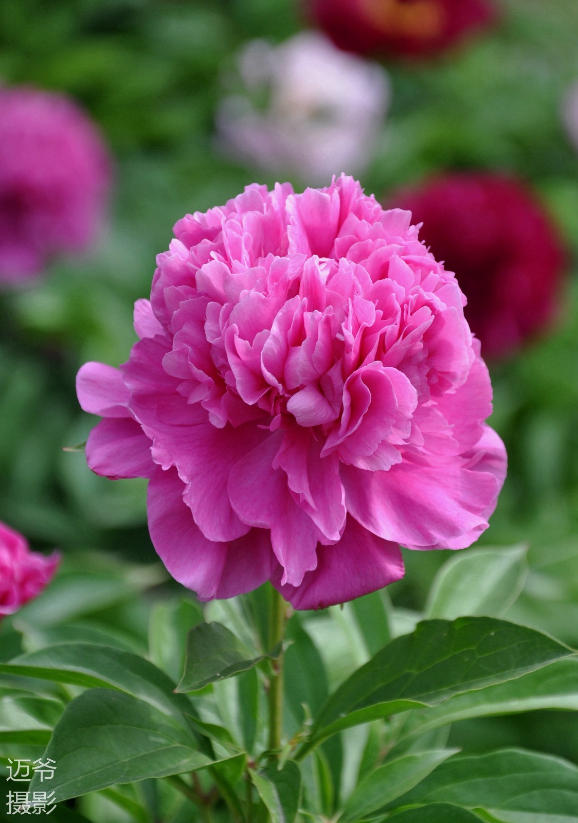 花相芍药原创摄影