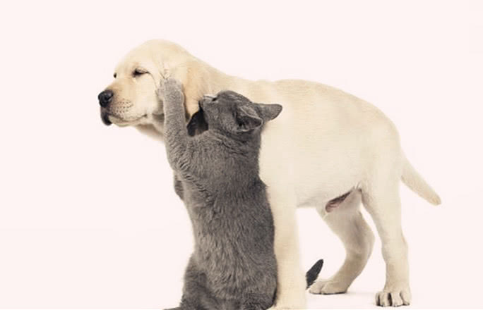 猫咪搂住狗狗的脖子,狗狗一脸嫌弃,主人回头的瞬间,画风突变