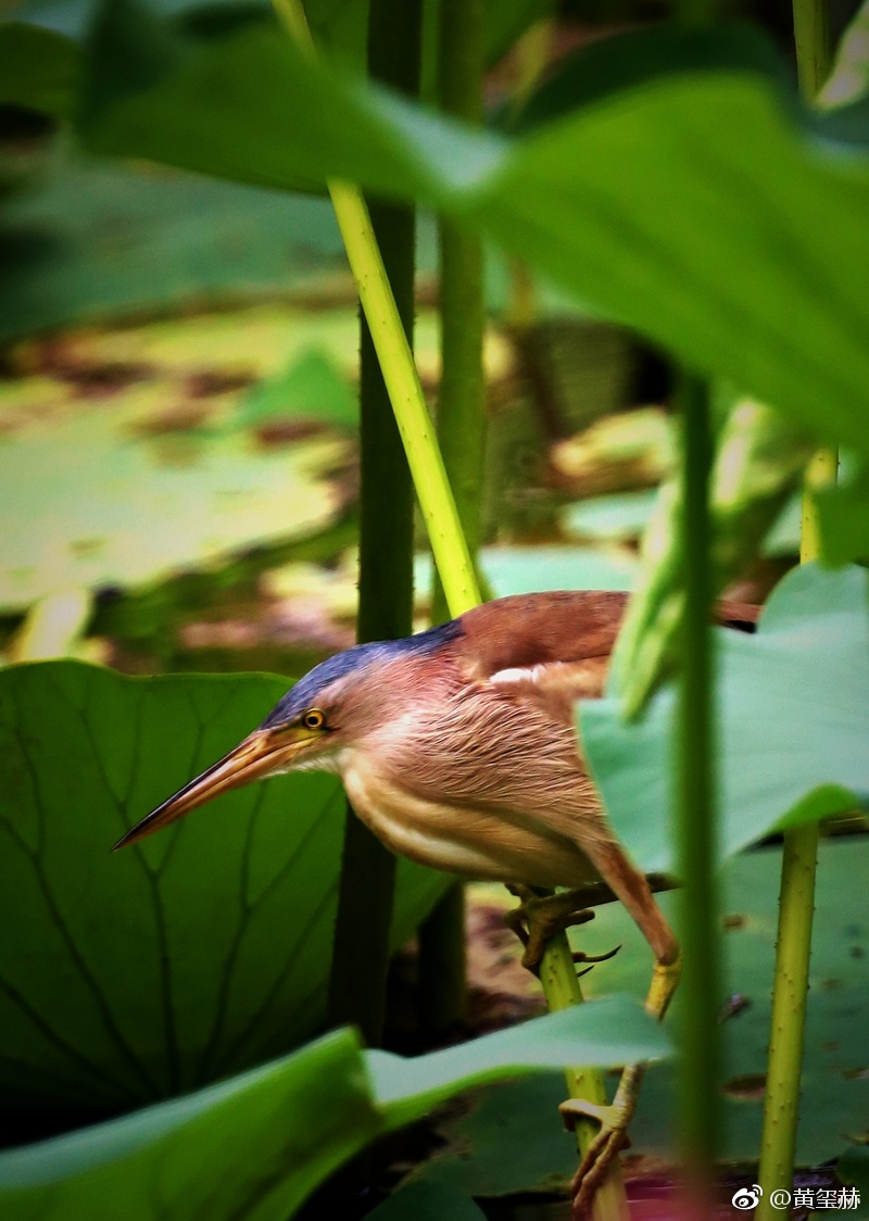 一对黄尾鹣在柳荫公园生儿育女