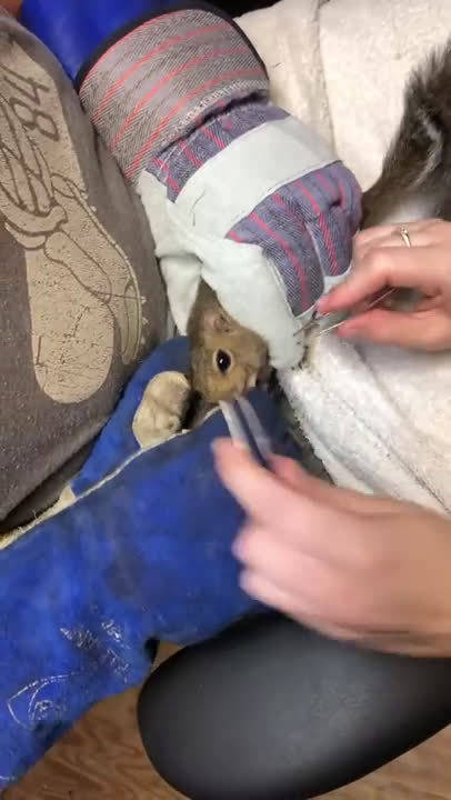 小松鼠身上的皮蝇两只67