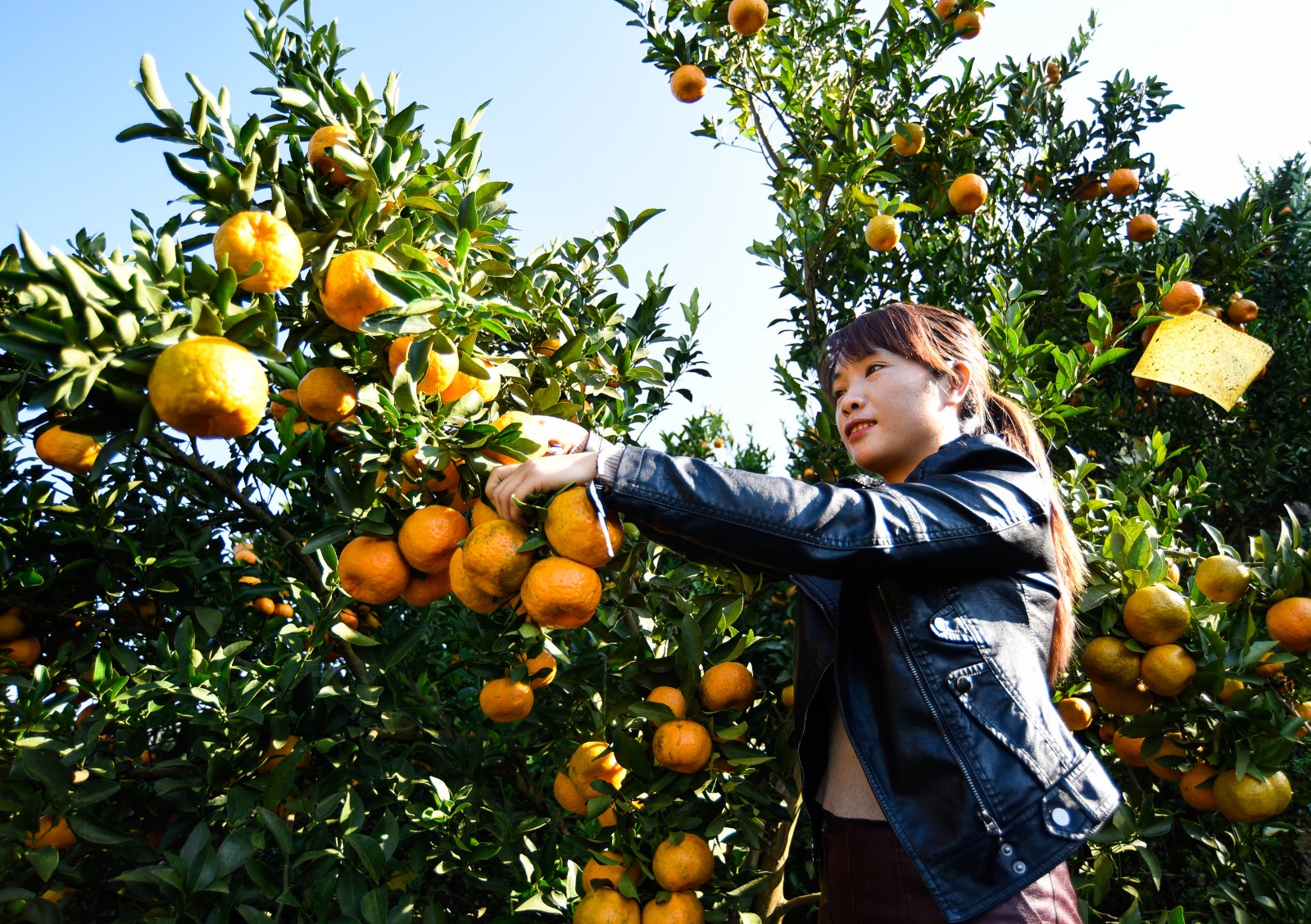 椪柑飘香果农采摘忙 这里椪柑全国有名|椪柑|从江县|果农_新浪新闻