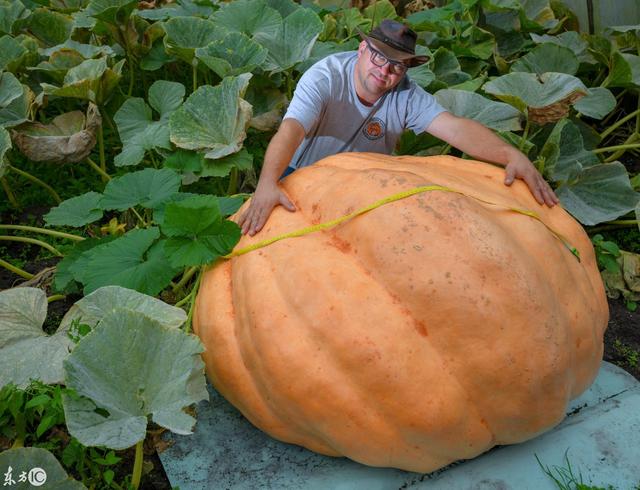 400公斤重的大西洋巨型南瓜你见过吗丨wlq终极玩家三农圈电