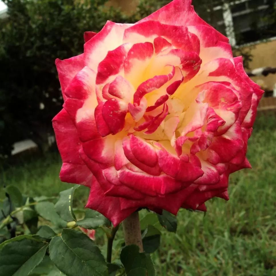 11种花朵特别香的月季花闻过香味后就想每样种一盆