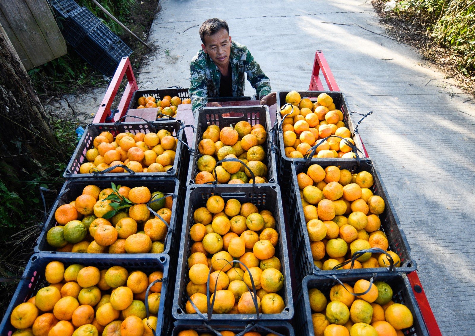 椪柑飘香果农采摘忙 这里椪柑全国有名|椪柑|从江县|果农_新浪新闻