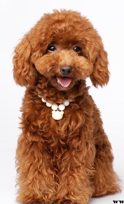 超萌的泰迪 是你最忠实的陪伴|泰迪熊|泰迪|贵宾犬_新浪新闻