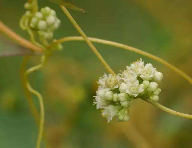 君为女萝草妾作菟丝花李白古意