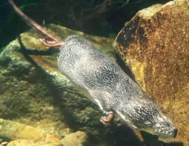 这种"水老鼠"不能打,水鼩鼱是国家"稀有"级保护动物