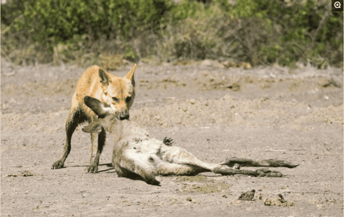 猖狂的澳大利亚野狗, 凶猛的动物之一