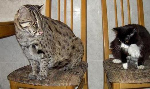 泥鳅猫捕鱼重出江湖亮相众人,人们都以为它是普通猫!