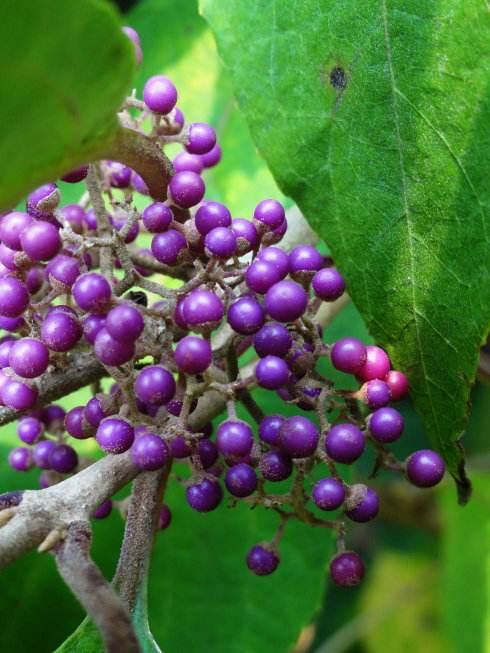 农村一种奇特的树丢一把到水中能麻醉活鱼却是民间治病良药