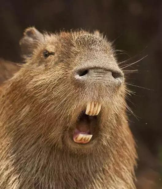 中央空调|水豚|啮齿动物_新浪新闻