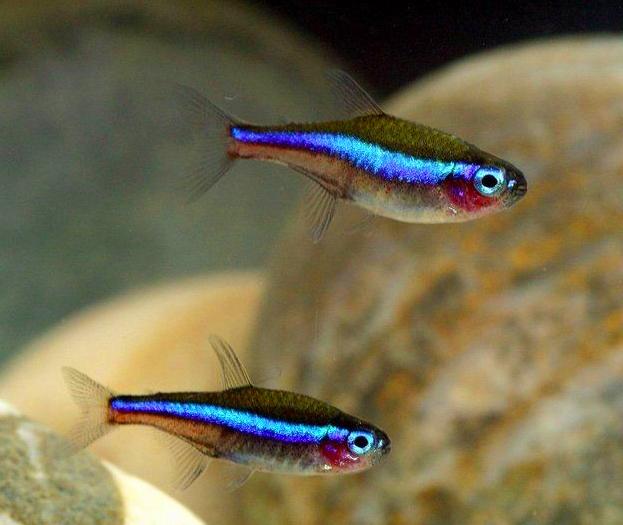 一种简单但令人着迷的鱼,霓虹灯鱼,它的历史?名字是怎么来的?