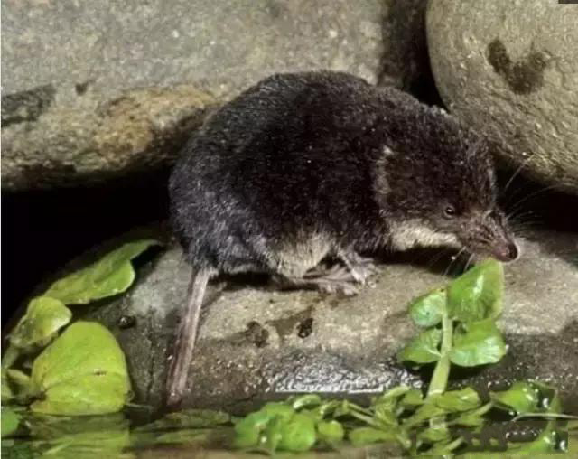 这种水老鼠不能打水鼩鼱是国家稀有级保护动物