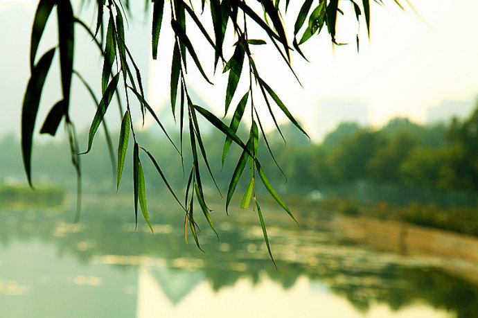 杨柳东风树，青青夹御河。|御河|杨柳|东风_新浪新闻