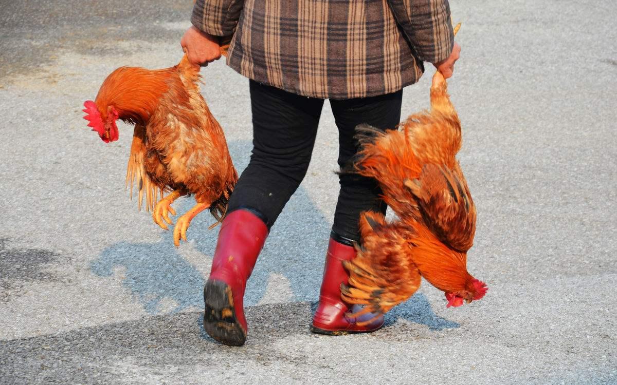 别小看了我们那里姑娘, 不要一分彩礼钱, 只要两只公鸡!