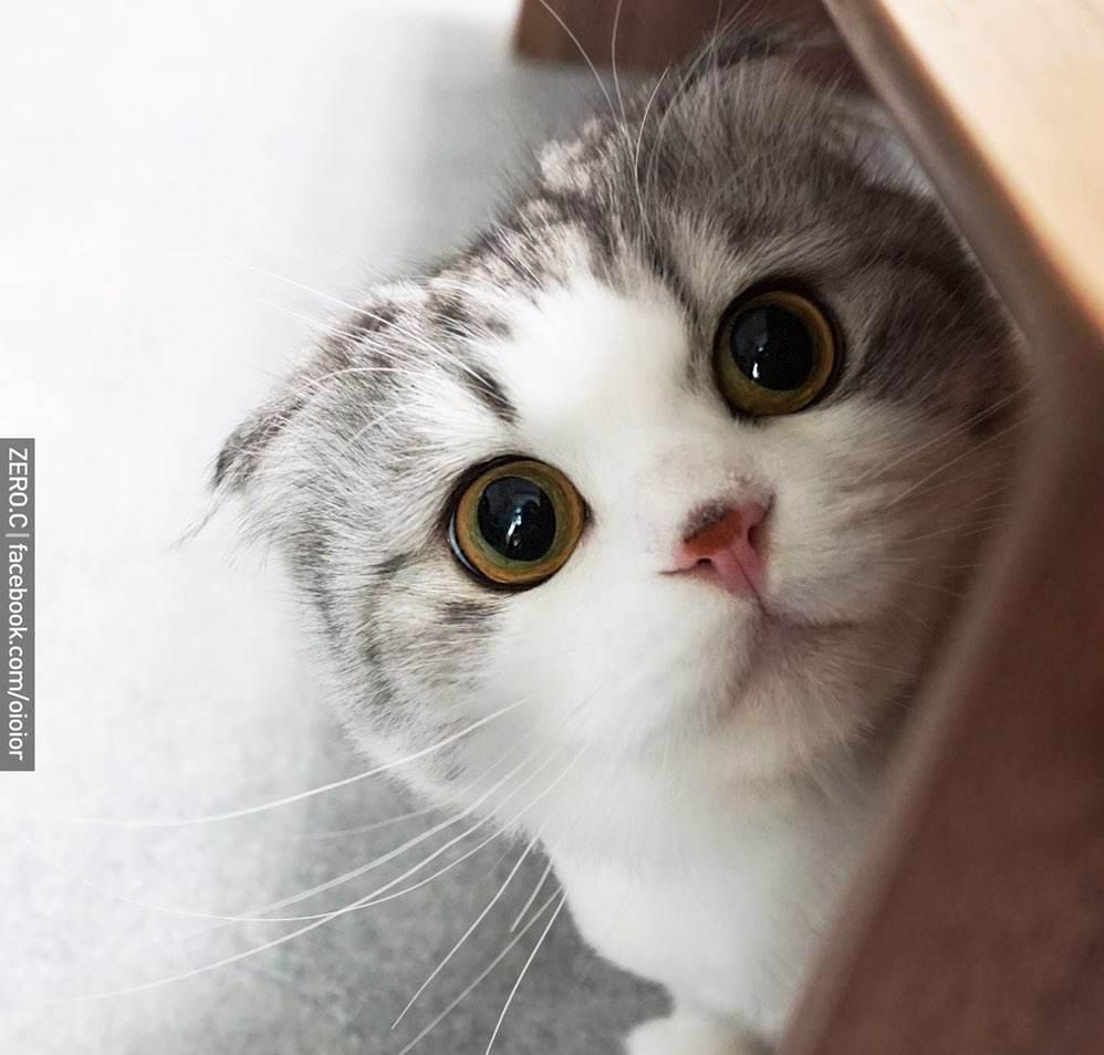 折耳猫: 我不喜欢喧嚣的世界