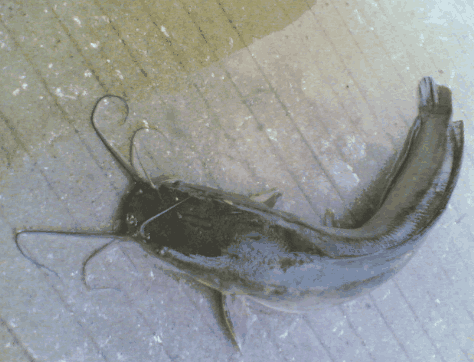 鲺|鱼食|山泉_新浪网