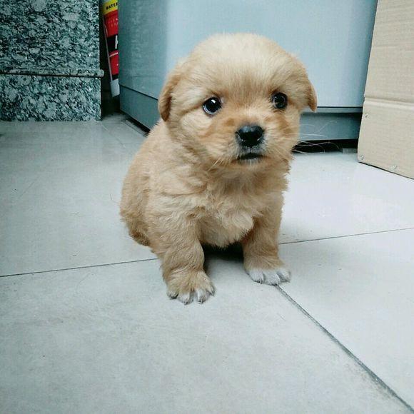 流浪小奶狗在花坛下面躲雨,女孩看到狗狗尾巴心疼的哭了