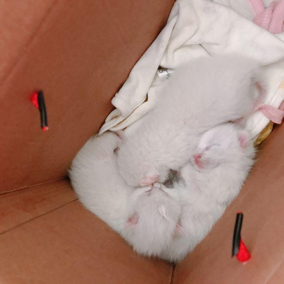 捡到三只刚出生的小奶猫,精心照顾一周后才睁眼,主人激动痛哭!