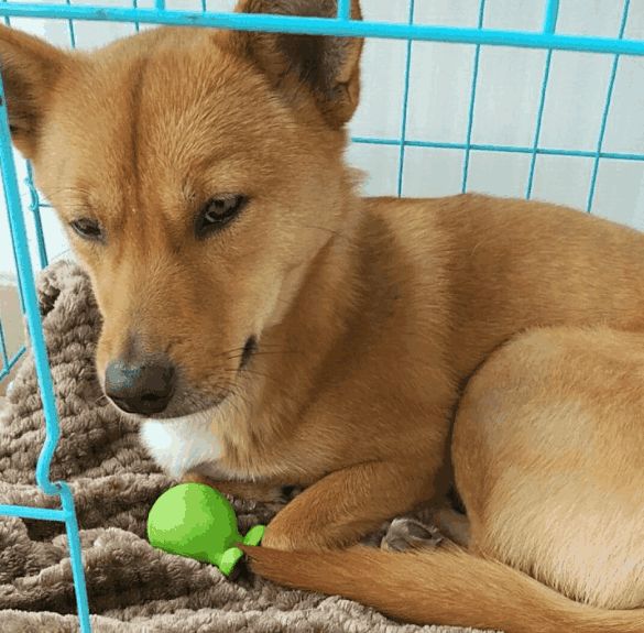 自家院子里来了麻雀,狗狗竟然干了件大事,主人发现事情并不简单